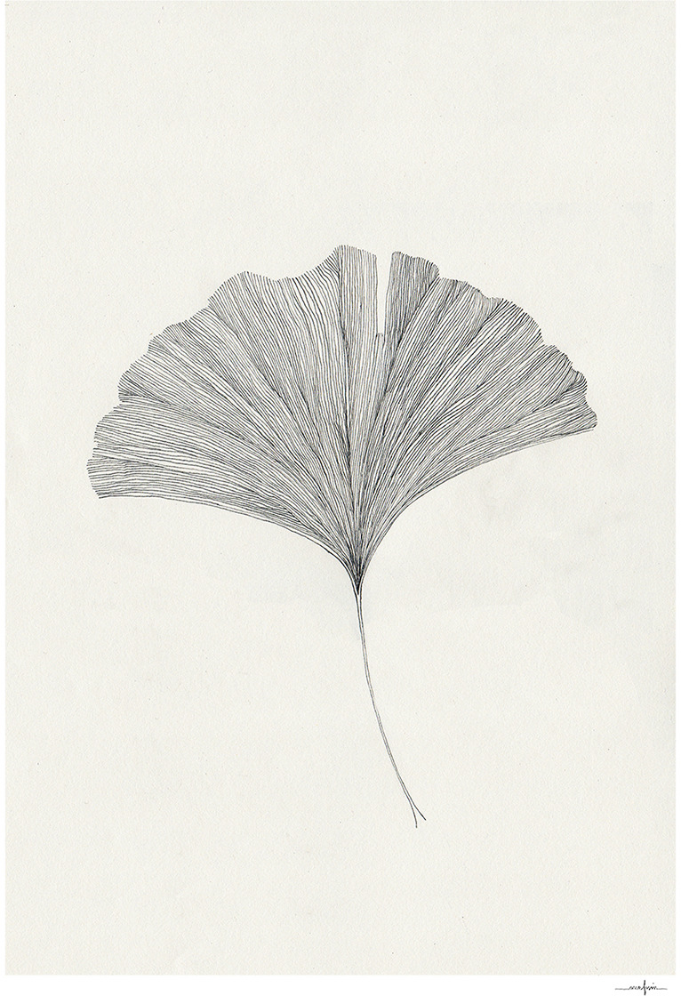 Minimalistische schwarz-weiße Zeichnung eines Ginkgo-Blattes auf hellem Hintergrund.