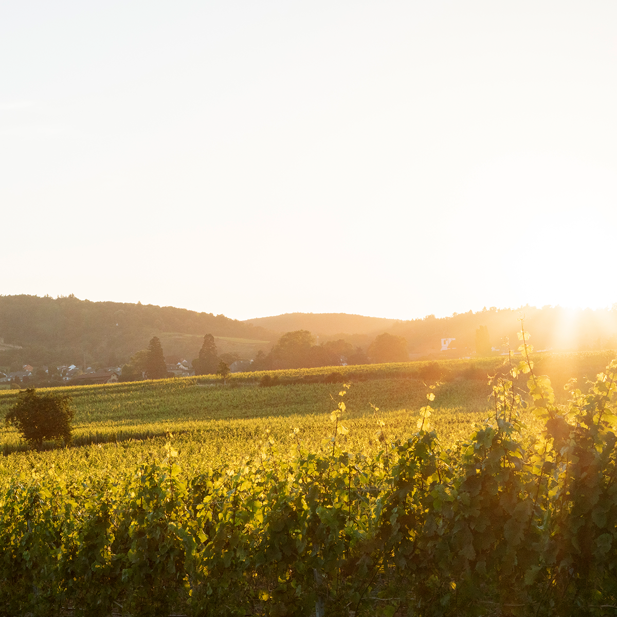 Foto eines sonnenbeschienenen Weinbergs am Abend mit Blick auf eine hügelige Landschaft. Die Reben stehen dicht nebeneinander, im Hintergrund sind Wälder, eine Ortschaft und der Himmel im Licht der untergehenden Sonne zu sehen.