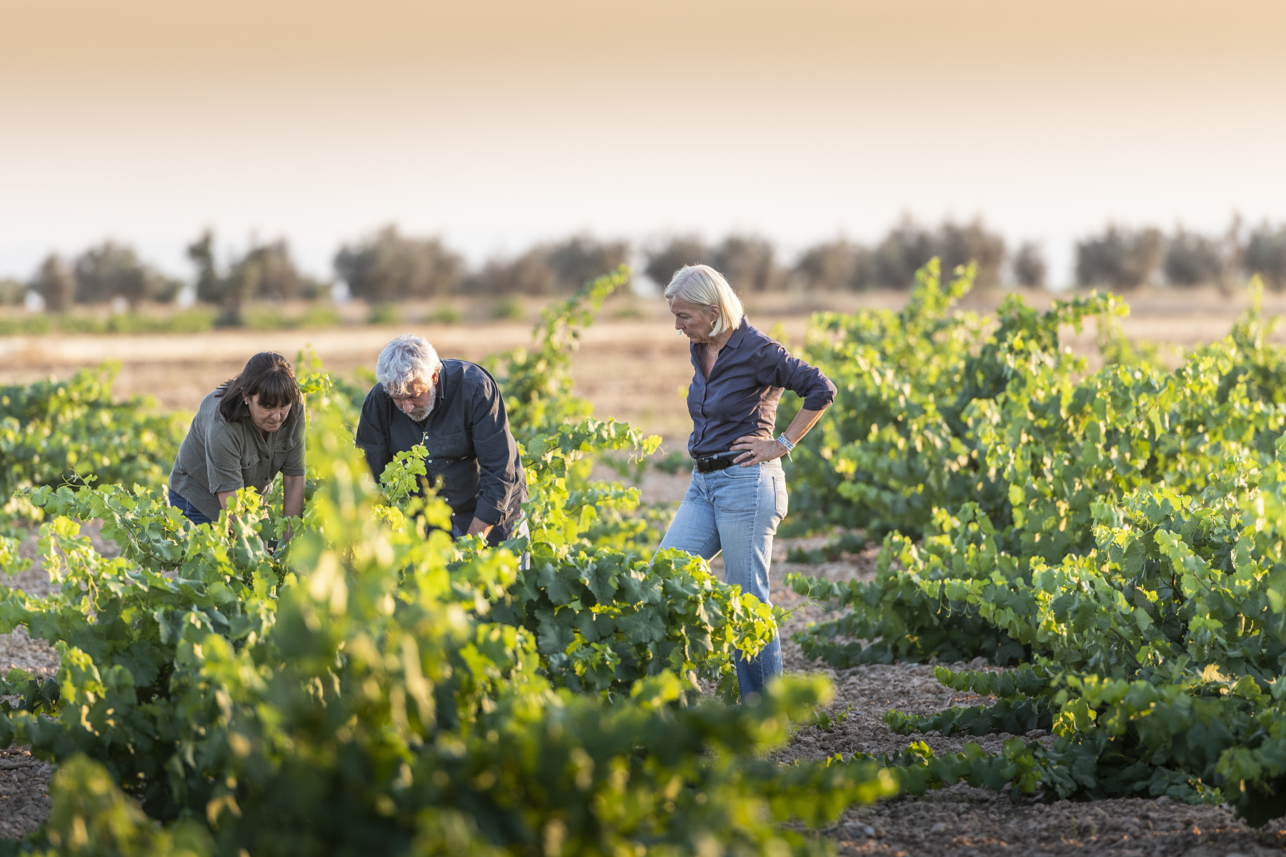 Drei Personen untersuchen Reben in einem alten Tempranillo-Weinberg bei Sonnenuntergang