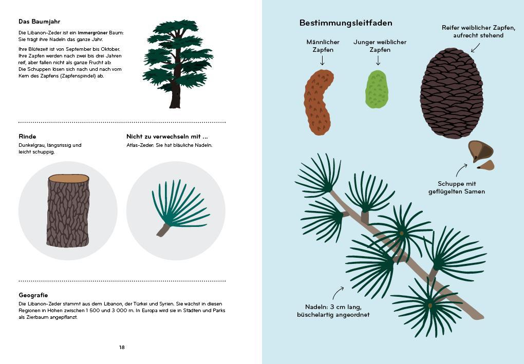 Illustration von Bäumen und Baumdetails. Links eine Übersicht eines Baumes, seiner Rinde und Nadeln. Rechts verschiedene Zapfen und Nadeln zur Baumbestimmung, inklusive männlicher und weiblicher Zapfen.