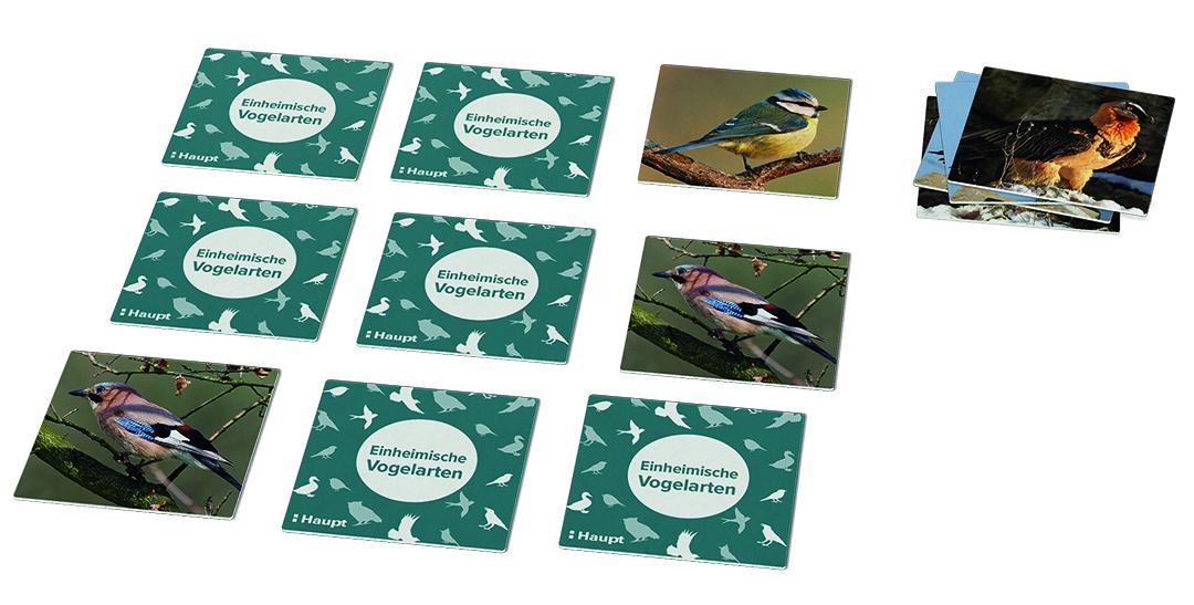 Innenansicht zu Memo-Spiel »Einheimische Vogelarten«