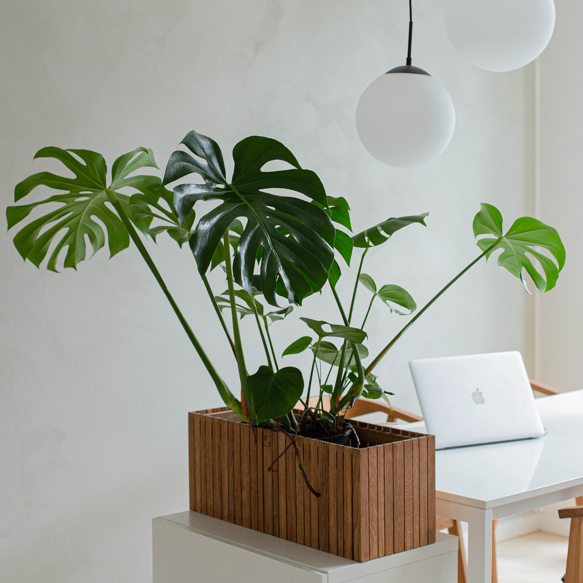 Ein Holz-Pflanzgefäß mit einer Monstera-Pflanze steht auf einem Tisch. Im Hintergrund sind ein Laptop und eine runde, weiße Hängelampe zu sehen. Die Einrichtung ist modern und minimalistisch.