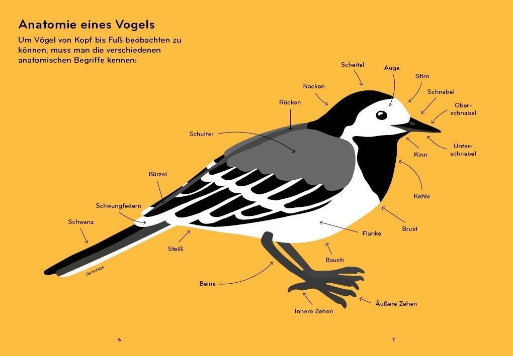 Eine illustrative Darstellung der Anatomie eines Vogels auf einem gelben Hintergrund. Verschiedene Teile des Vogelkörpers, wie Flügel, Schwanz und Schnabel, sind mit schwarzen Linien und Etiketten versehen.